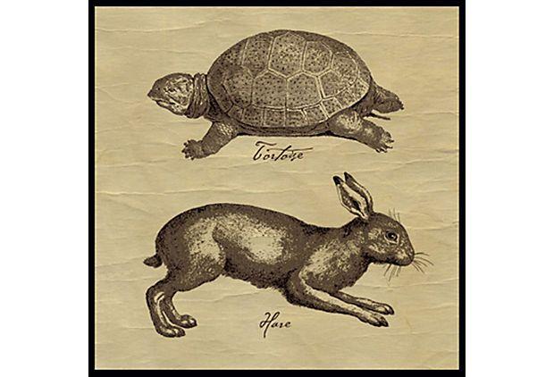 The Ancient Tortoise in a World of Hares