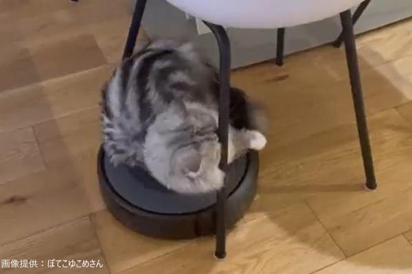 A cat that never leaves the Roomba is a hot topic "It's so funny that it's in the top class of Roomba cats"