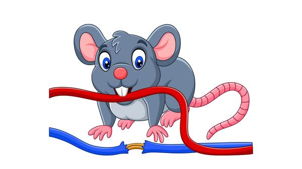 Does car insurance cover rodents chewing wires? 
