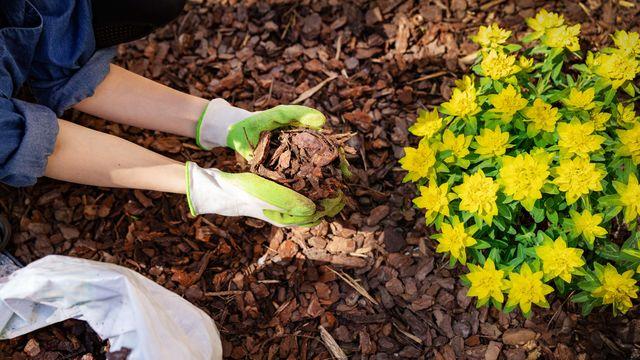 Don't throw the fallen leaves in the garden.What is the use?