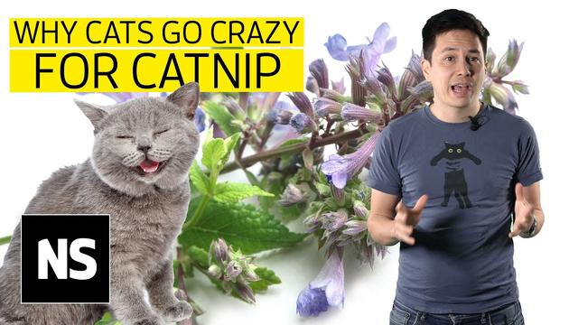 Catnip as a mosquito repellent... What could go wrong?