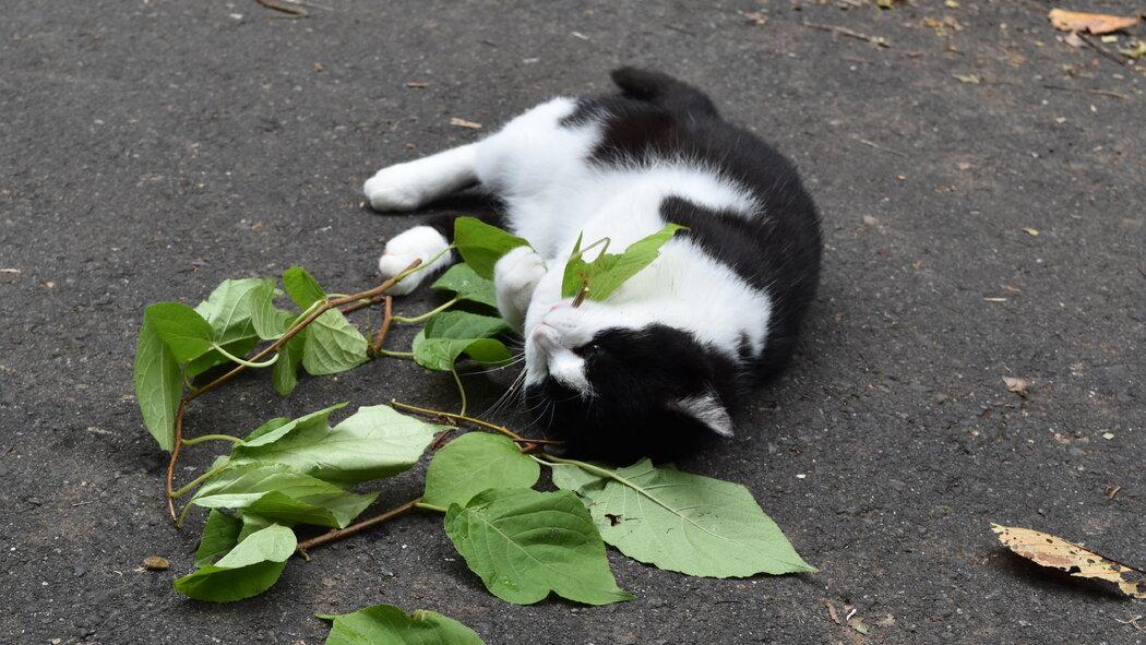 Catnip as a mosquito repellent... What could go wrong? 