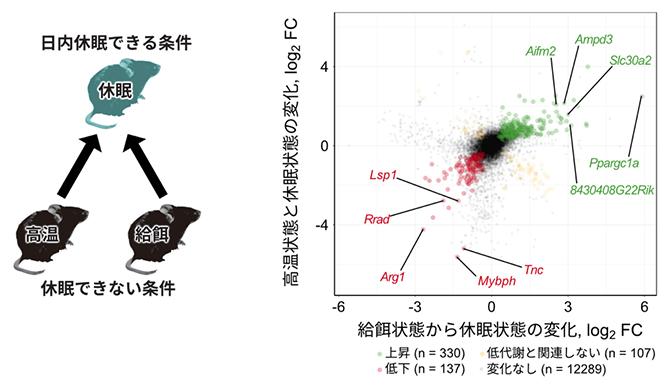 休眠をもたらす遺伝子の探索 