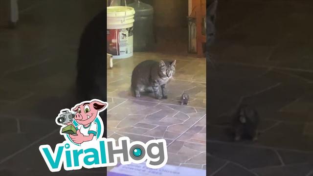  愛猫がネズミを家に連れてきたかと思いきや……　猫ちゃんに興味津々なモグラさんに家族はタジタジ【メキシコ】 