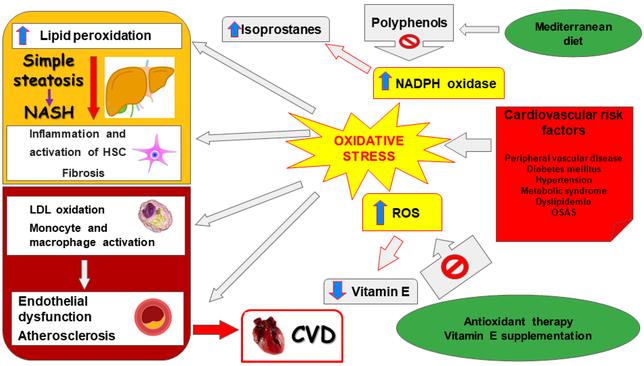 The effect of daily consumption of probiotic yogurt on liver enzymes, steatosis and fibrosis in patients with nonalcoholic fatty liver disease (NAFLD): study protocol for a randomized clinical trial 