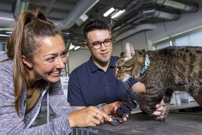 Nebraska Engineering students craft prosthetic for cat Nebraska Engineering students craft prosthetic for cat