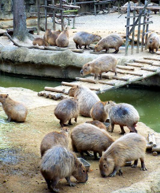  カピバラ96匹は日本一、「ネズミ算」式に増えたわけ　徳島の動物園 