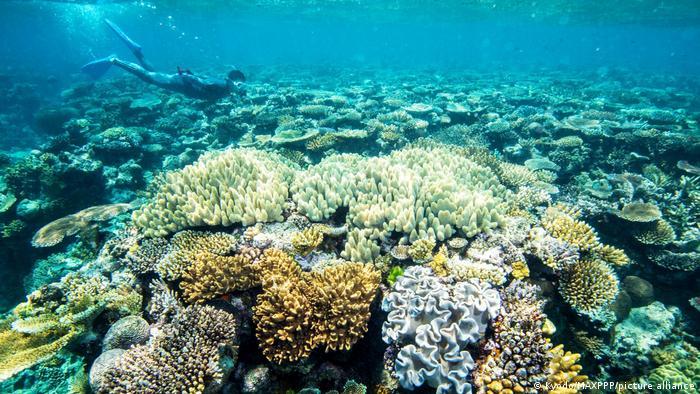 Latest Great Barrier Reef mass bleaching puts climate pressure on Morrison government