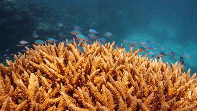 Latest Great Barrier Reef mass bleaching puts climate pressure on Morrison government 