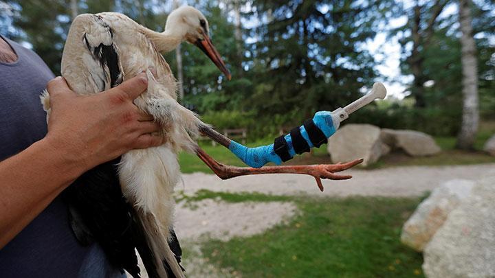 Stork learns to live with 3D-printed prosthetic leg at Czech animal sanctuary