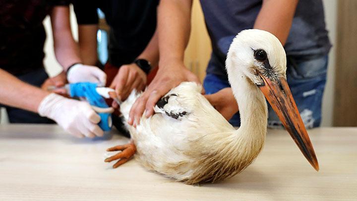 Stork learns to live with 3D-printed prosthetic leg at Czech animal sanctuary 
