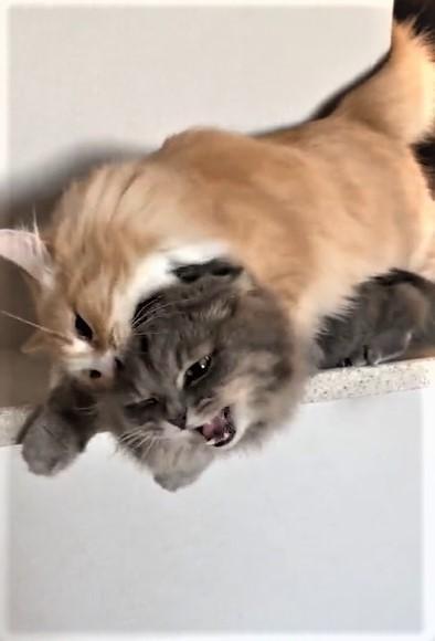  「好きすぎて噛んでる！？」背後から弟猫を襲う兄猫　「す、すごい愛情だね」「重い愛w」