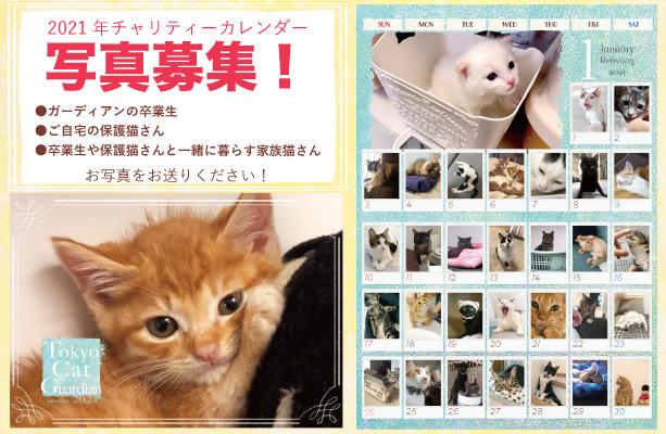  「今は幸せニャン」 保護猫カレンダーでほっこり　鹿児島の動物愛護団体、収益は活動費に 