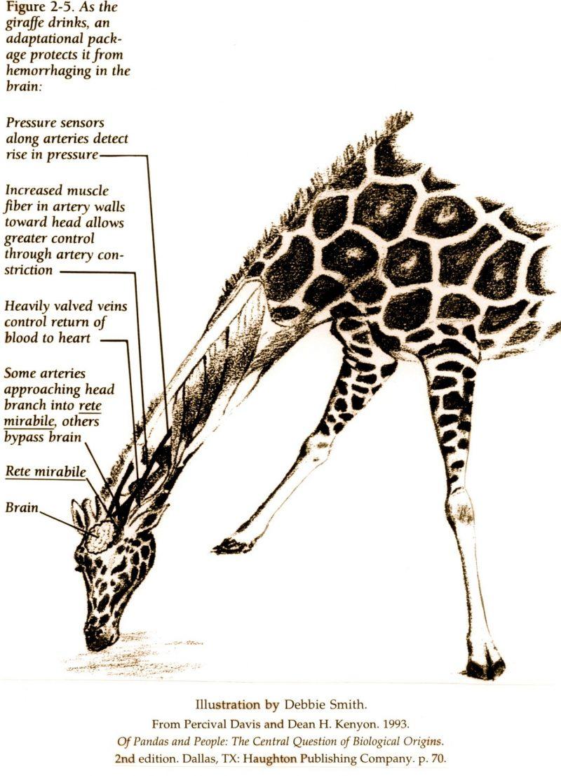 The Cardiovascular Secrets of Giraffes 