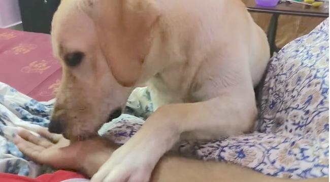 Labrador has been blurred by the owner."Kamacho ..." is painful, but it's too cute ... [Video]