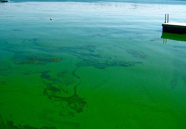 Mississinewa Lake under blue-green algae advisory