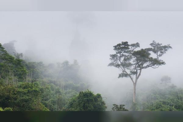 Tropical forests turn down the planet's heat by 1C, scientists find 