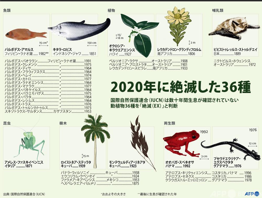 2010年代に絶滅した種まとめ。絶滅のスピード、加速してます 