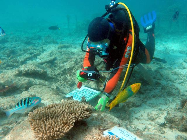 Travel in Okinawa with the director and staff of Sunshine Aquarium!"Coral Project Tour" Recruitment of participants Corporate Release | Daily Industry Newspaper Electronic Version