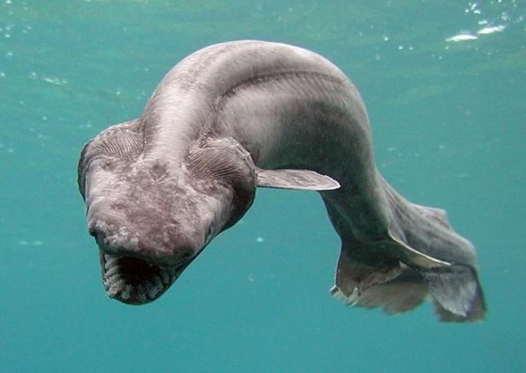 10 scary deep-sea creatures