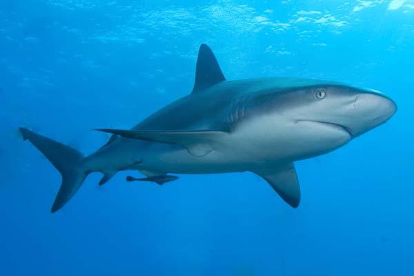 「サメ」研究の最前線：ドローンで生態を、AIで警報システムを