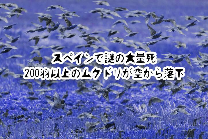 何かのサイン!? 大量の死んだ鳥が空から降ってきた！