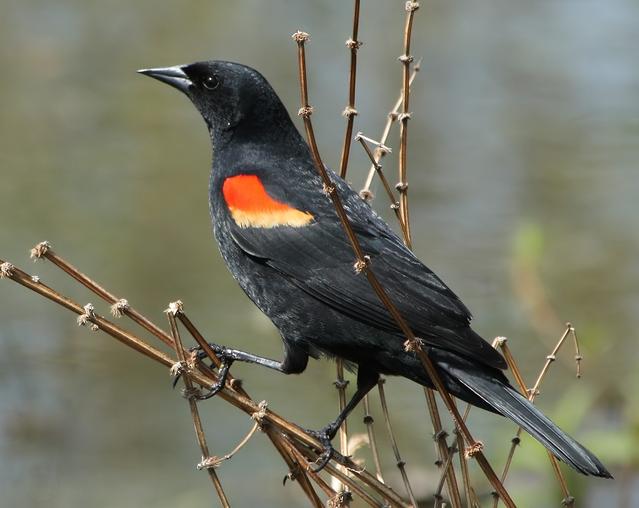 何かのサイン!? 大量の死んだ鳥が空から降ってきた！ 