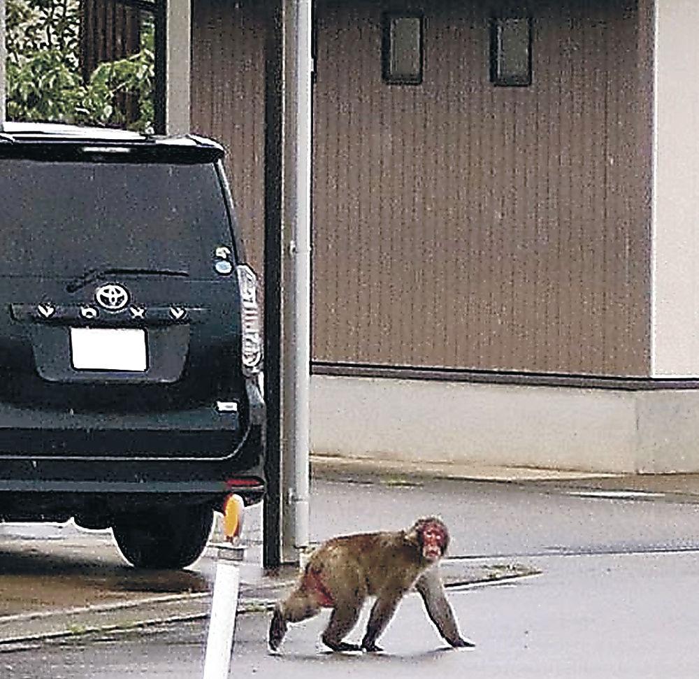 ６時間捕物、逃げサル　美川　蝶屋小でも目撃　ドローンも投入