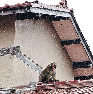 ６時間捕物、逃げサル　美川　蝶屋小でも目撃　ドローンも投入 