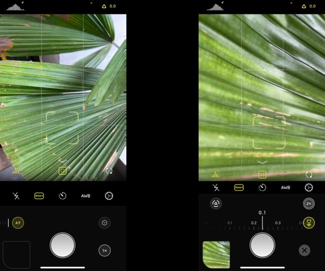 古いiPhoneで「iPhone 13 Pro」のようなマクロ写真を撮る方法 