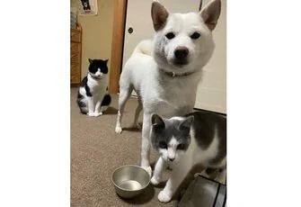 夕飯なに食べてるの? 隙間から縦一列に顔を出す犬猫3匹が最高…扉の向こう側の“状況”を聞いた 