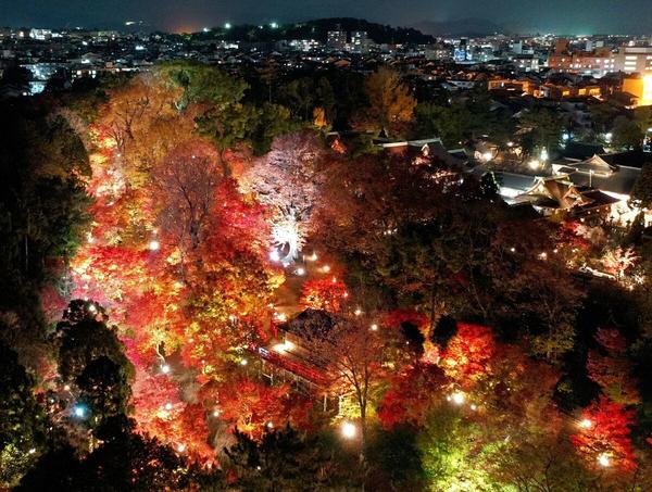 A bright red Kitano Tenmangu Autumn leaves light -up, a drone that floats on the night in Kyoto