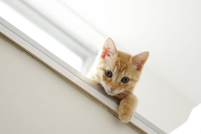  I want to keep a cat in a detached house!Tips for people and cats to live without stress