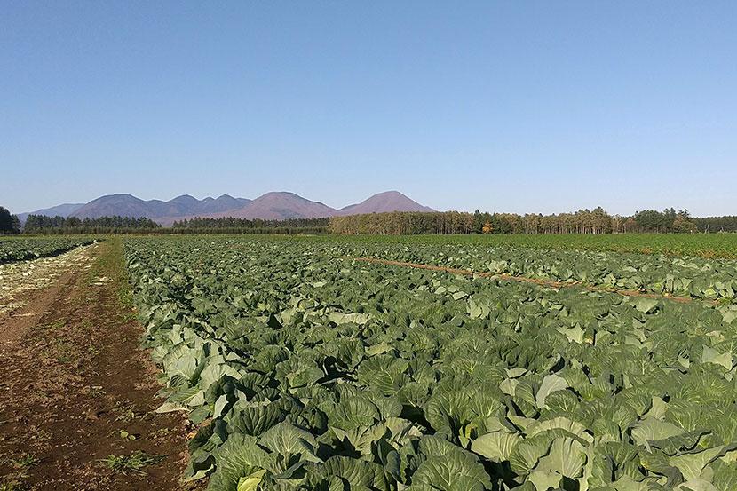 The latest technology that lives in the vast field of cabbage. The "Intelligent Agriculture demonstration Project" in Luchucho, Hokkaido