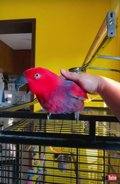 iPhoneの着信音が鳴ったと思ったら→インコ「♪」　モノマネ上手なインコがインドで撮影される（1/2 ページ）