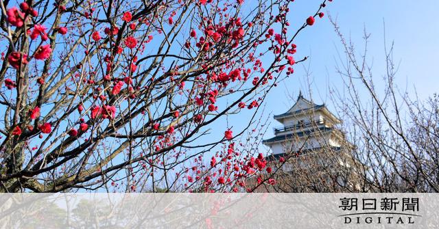 The plum of Shimabara Castle, Nagasaki Prefecture is now 7 minutes bloom and it seems to be able to enjoy until early March