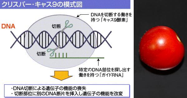 Attraction and Concern of Deep Section/Genome Editing “Crisper Cass 9”