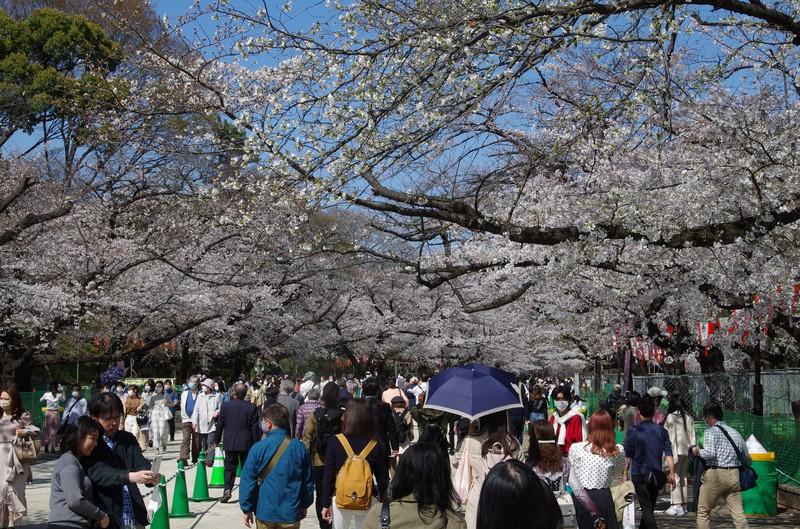 韓国　桜満開も感染者増加で花見に“規制”