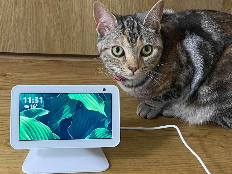 猫のおかげでどうにも在宅ワークがはかどらない！　ならば「Echo Show 5」の出番だ：テレワーク時代のスマート家電（1/3 ページ）