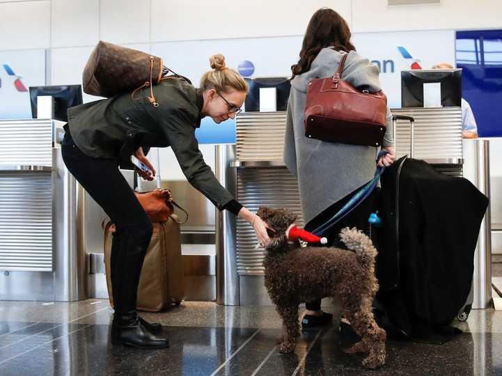 The number of owners who take you to vacation and business trips increases ... How does the airline carry pets?