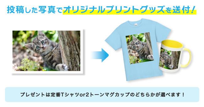 Pet (dog or cat) photo contest!Five coupons that can make one of the original T-shirts and mugs with photos printed for 5 people ♪-Original T-shirt TMIX