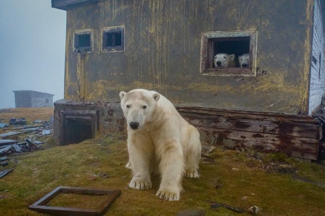 シロクマが廃墟に移り住んでいた。現実離れした北極の世界をカメラが捉える（ハフポスト日本版）