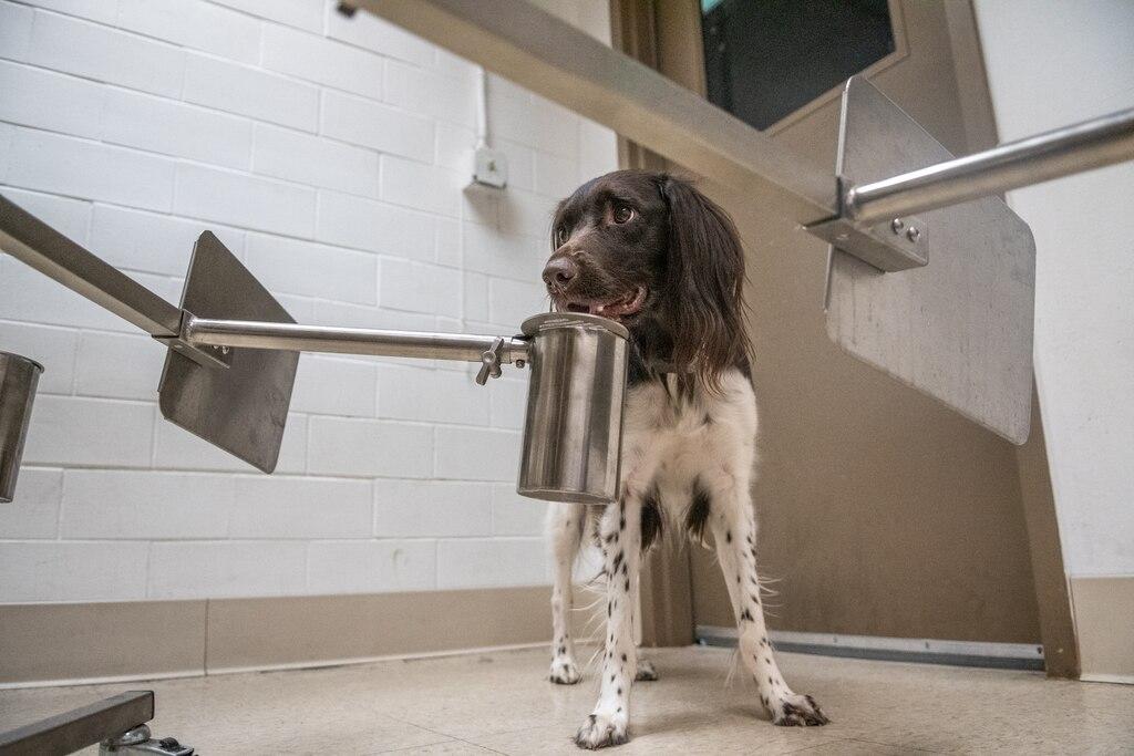 Corona Detection Dog Finally, Very High Success Rate, Research National Geographic Japan Version Site