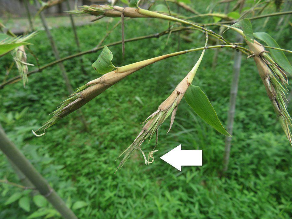 Abnormal bamboo grove that also affects agriculture and forestry ── Search for solutions