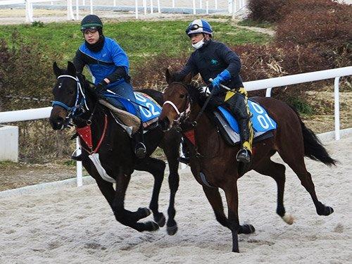 Kasamatsu Horse Racing, Overcoming Korona-ka and Resuming