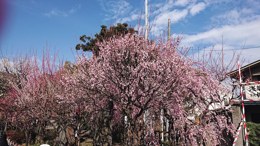 今が見ごろ、天神様の梅はどこが名所？