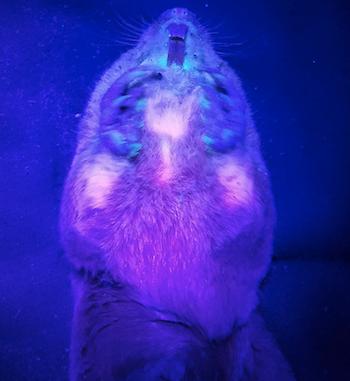 Studies reveal gopher bioluminescence