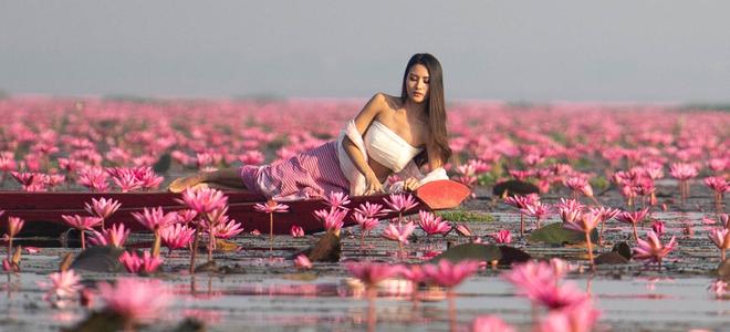 湖一面の赤い睡蓮、あの世と見まごう　ウドーンターニー