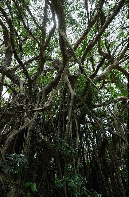 
 世界自然遺産登録記念企画「奄美大島の自然を未来へ残すために、EV充電スタンドをつくりたい」