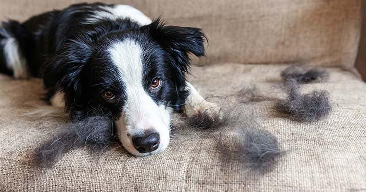 L’astuce de génie pour éliminer les poils et les mauvaises odeurs des animaux domestiques